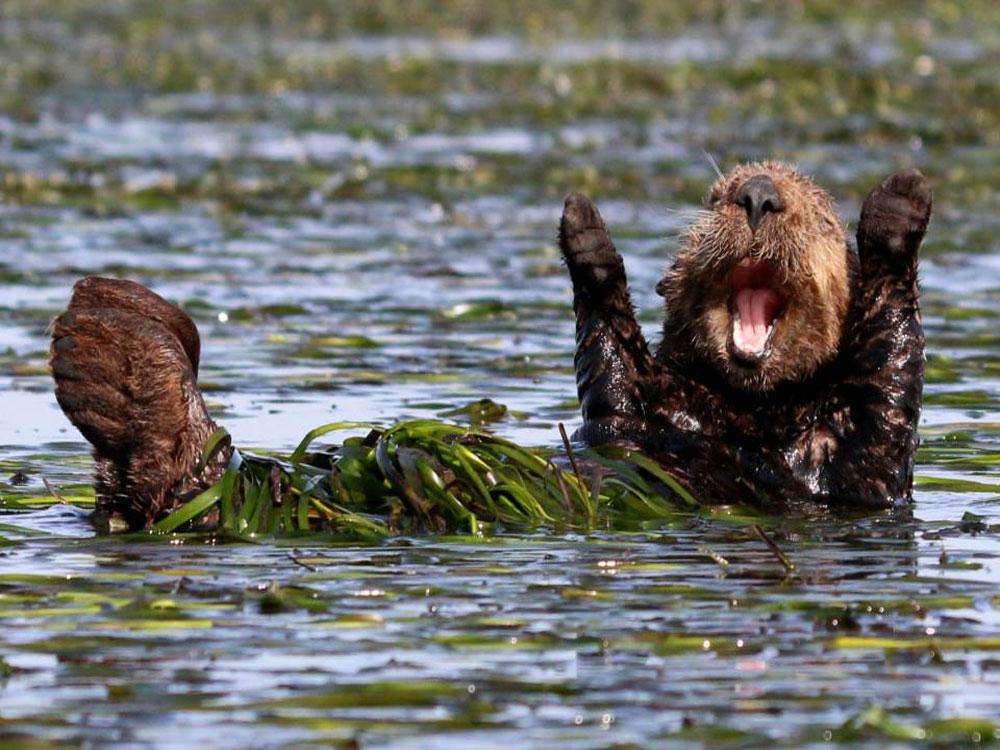 muyinteresante's tweet photo. ¡Feliz Día Mundial de la Vida Silvestre! Lo celebramos con las fotografías más divertidas de naturaleza del año :D 
https://t.co/4KECWujumj #DiaMundialdelaVidaSilvestre https://t.co/awZLuItDgN