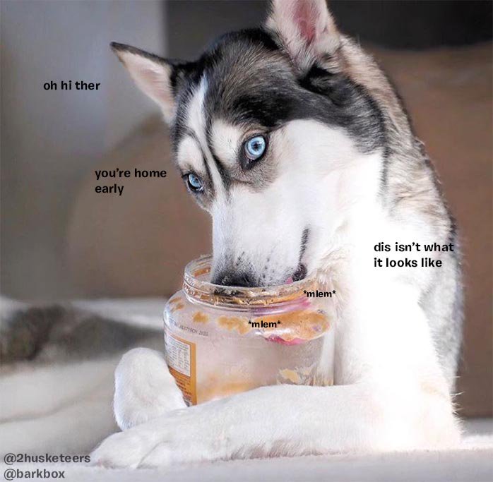 Dog Peanut Butter Memes Dog Asks Dad For Peanut Butter Sandwich