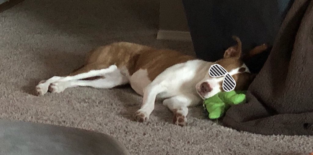 John_Regier's tweet image. Just another scary pitbull ready to pounce. #dontblamethebreed #pitbull