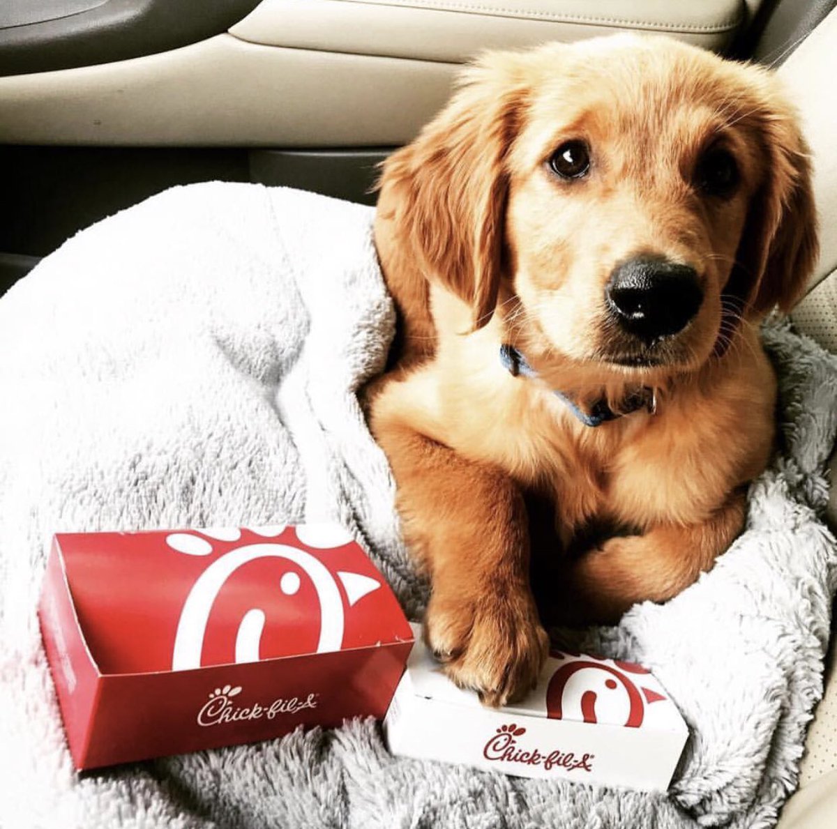 AbingdonCFA's tweet photo. Tag someone you know who canโt wait to get their paws on some Chick-fil-A nuggets! ๐พ #cfacf https://t.co/uSyIcpjpFL