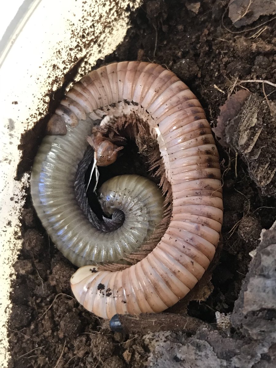 My Smokey Oak is getting a makeover! #millipede #IStandWithMyriapods