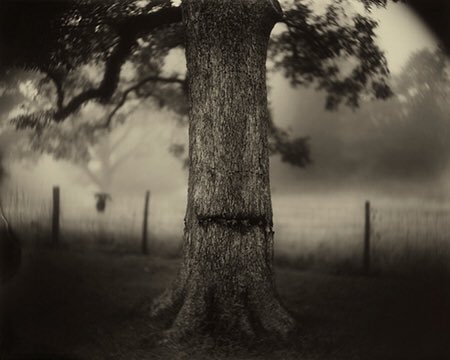ngadc's tweet photo. See “Sally Mann: A Thousand Crossings” beginning this Sunday, March 4: https://t.co/RYZBVd8oQf #SallyMann [“Deep South, Untitled (Scarred Tree),” 1998] https://t.co/DO3Ff2A1ee
