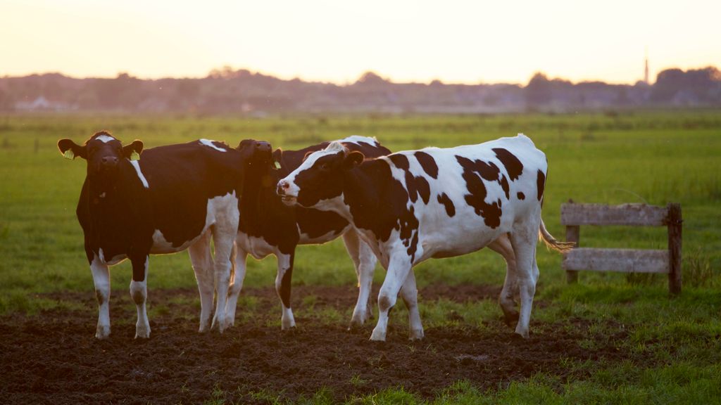 FarmBureau's tweet photo. President @ZippyDuvall: There’s nothing America's farmers and ranchers can’t do, including feed our nation and much of the https://t.co/WJOT6mojPk’s up to us to make the right decisions to ensure we make the most of the opportunities we have. https://t.co/cMvVh445U5 #NAFTAWorks https://t.co/5GiBIt5M4W