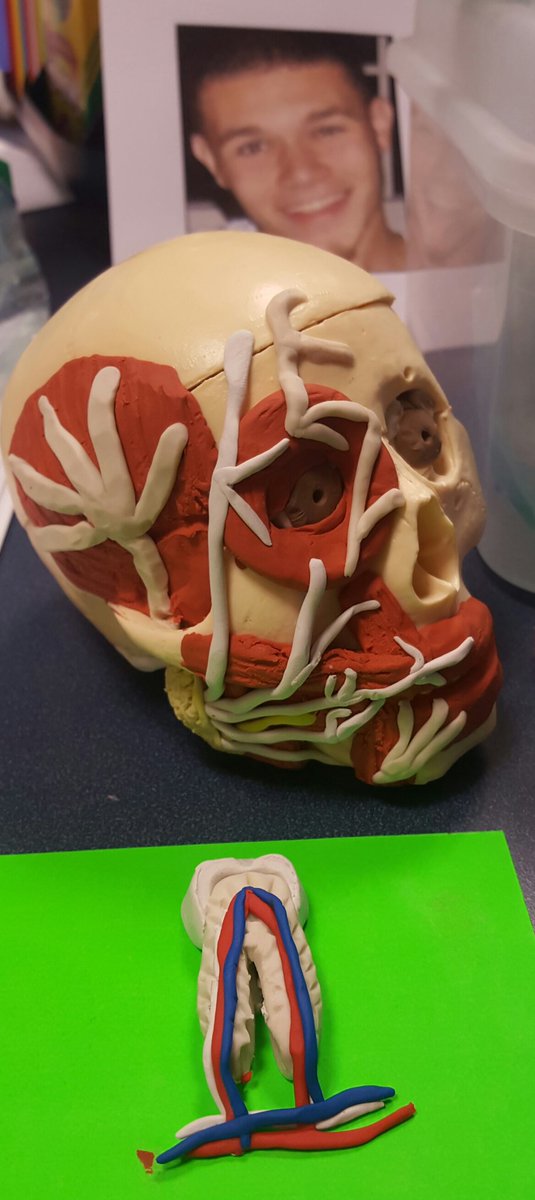 chempessel's tweet photo. What are you doing today?! We are creating busts for missing persons! #anatomyrocks #forensicsforever @ESCRegion8 @TexarkanaISD https://t.co/zW42EZJ5LR