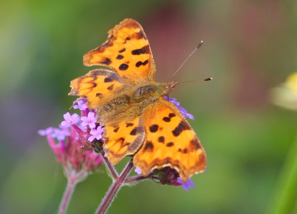 LincsNottsBNA's tweet photo. Interested in natural history? Want to get involved in activities such as invertebrate surveys, bat detecting and small mammal trapping? Do you have survey/id skills you could share? Why not join us? Contact drrobert.tansey@talktalk.net or see our web site https://t.co/9ZmnGoEfLP https://t.co/vqxTgGW5Nh