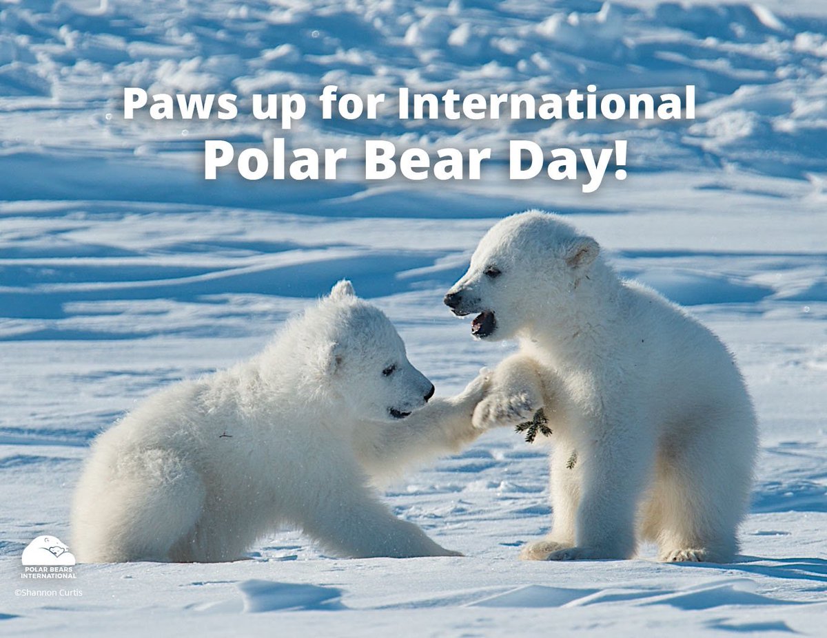 PolarBears's tweet photo. You can make a difference on International #PolarBearDay - and every day! https://t.co/E89uyMLwvy https://t.co/Dg4KuITj5P