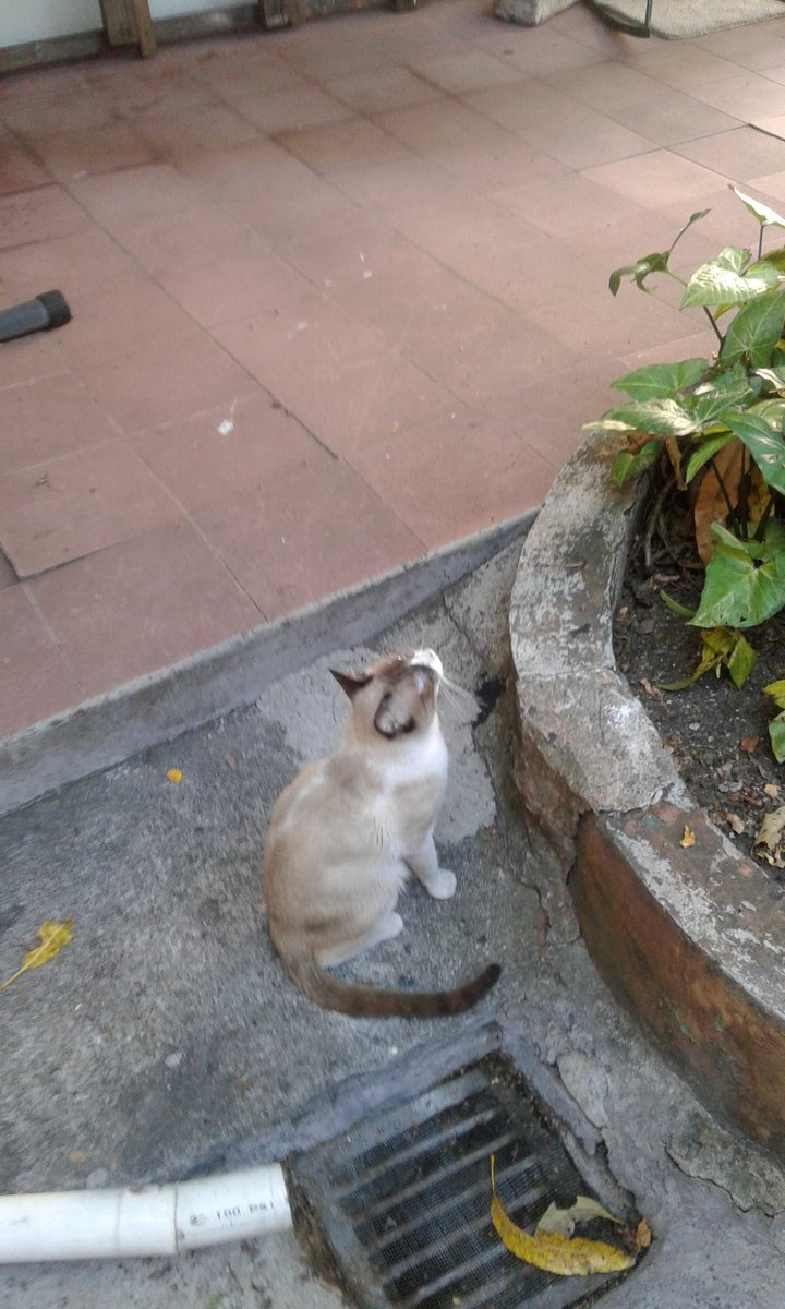 Dakapo64's tweet photo. Observando las aves.. 🐦🐥🐤 #Gaticus #Ornitologia https://t.co/wD0txFFS0s