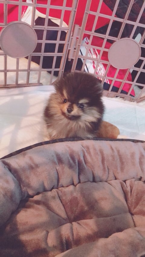update_army_fc's tweet photo. 180228 V FANCAFE UPDATE 

ㅋㅋㅋㅋㅋ tough https://t.co/SSl2nmyylI