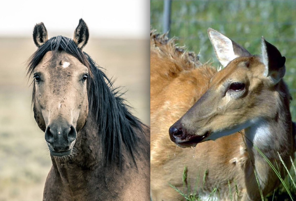 EnviroNews_CO's tweet photo. Wild Horses May Hold a Solution for Slowing Spread of Fatal Chronic Wasting Disease in Deer, Elk, Moose, Researchers Say  https://t.co/vYN91e7lfZ via @EnviroNews_CO @EnviroNews https://t.co/JTZZ0YTvfQ