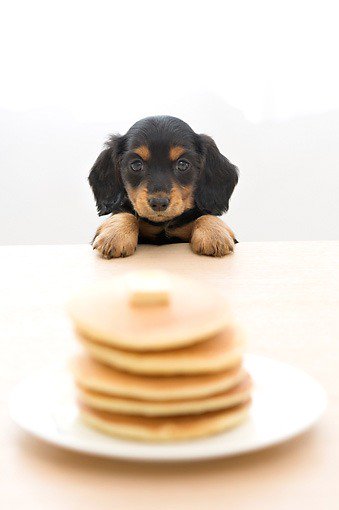 When is National Pancake Day but you are on a diet! 🤪🐶 
#NationalPancakeDay #pancakeday2018 #puppies #lovely #veganfood #ilovemydog #Lovely #PancakeTuesday #pancakes #veganlifestyle #Sweety #LoveYourPetDay #puppyrumble #puppiesofinstagram #USA #pancake #lovemydog #ilovepuppies