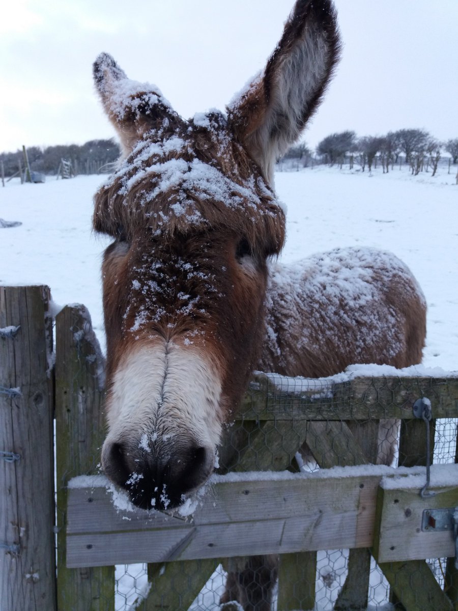 SpringBarnFarm's tweet image. Barney is not impressed with all this white stuff! 😅🌨️#beastfromtheeast #snowday