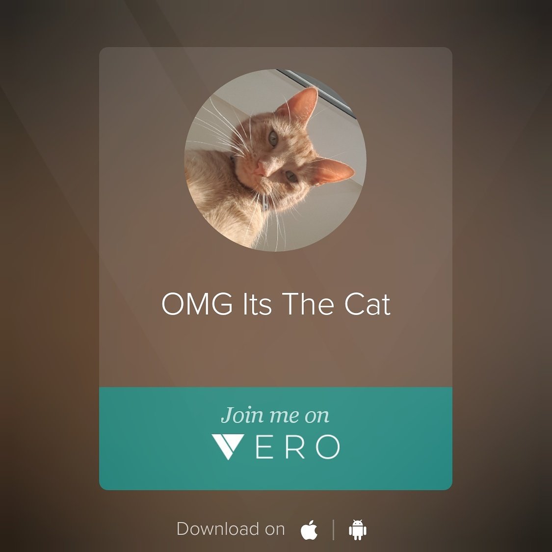 SispurrCake's tweet photo. Ugh, brofur is on another social media site! #Vero https://t.co/IhJDOCbySY