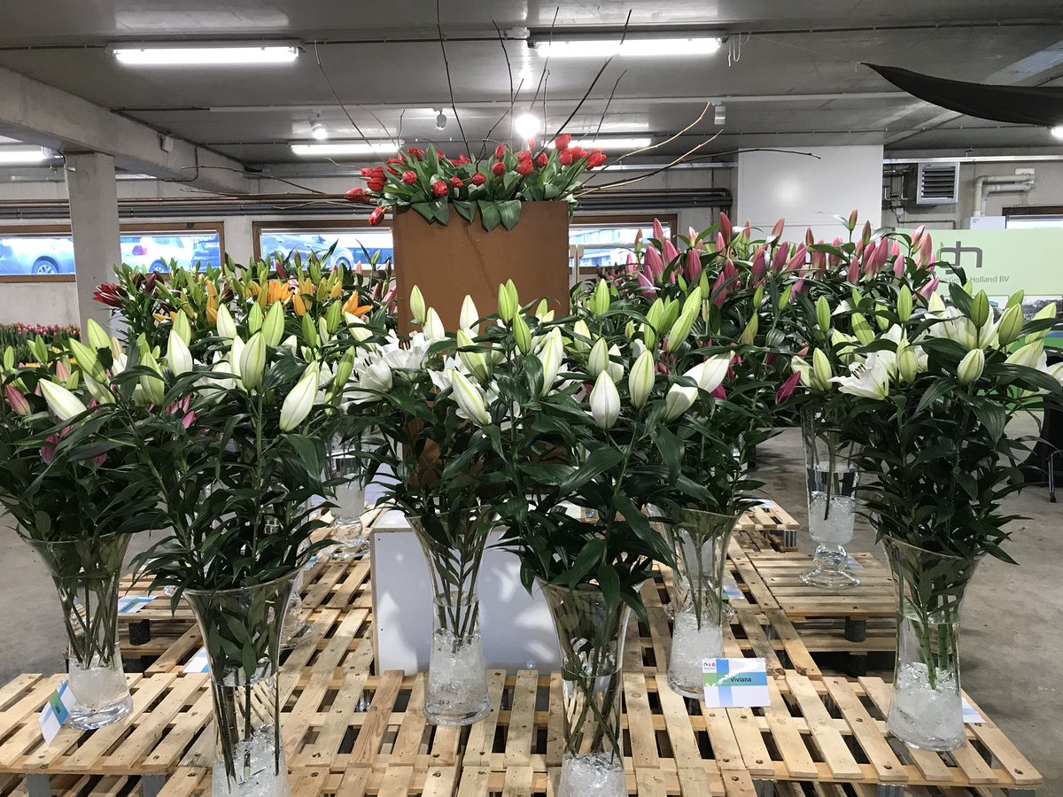 leek_herwin's tweet photo. #ighbloemenshow 1-3 maart https://t.co/SHZUVQfoa9