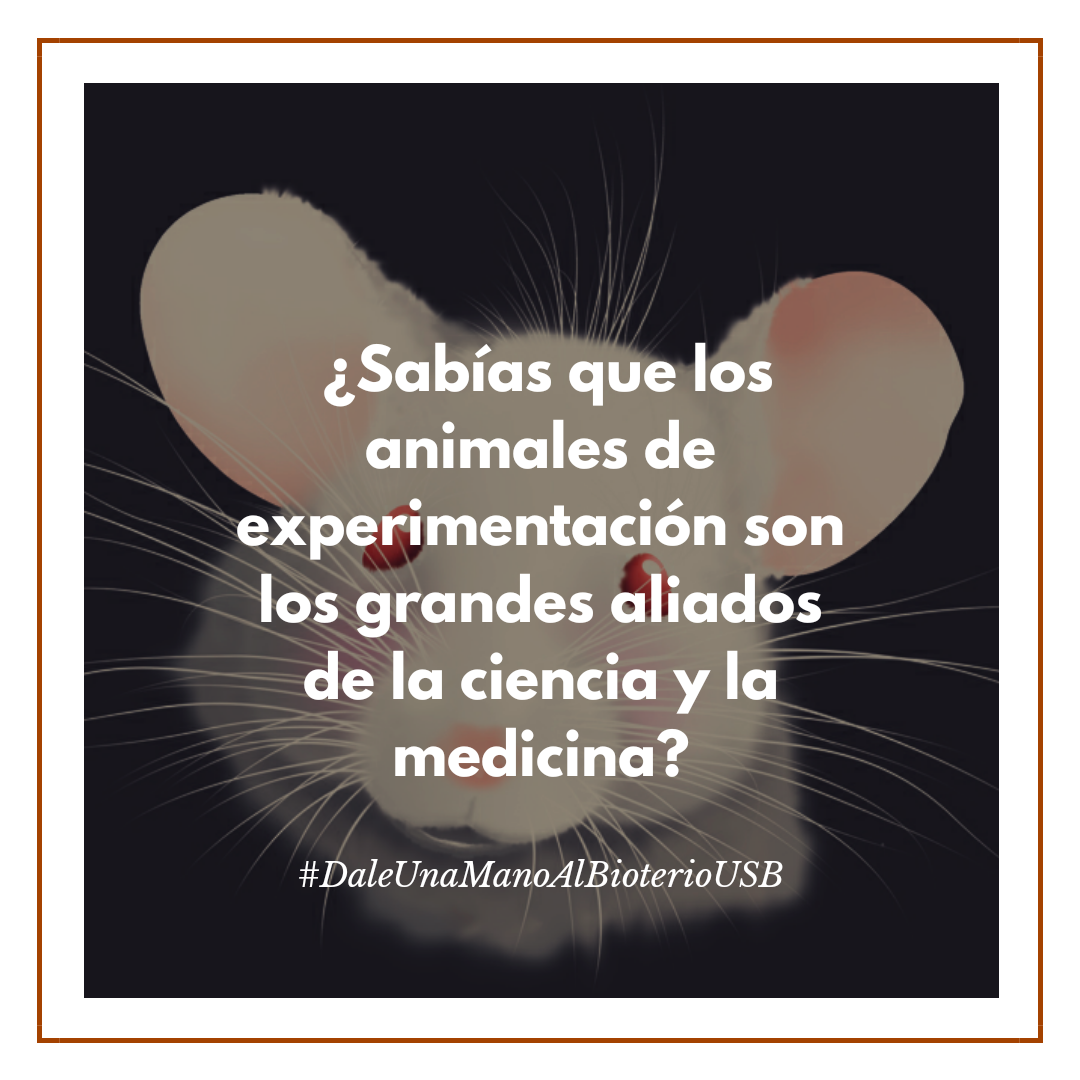 campusb's tweet photo. Los animales del bioterio de la USB serán sacrificados, si no se consigue el alimento necesario para mantenerlos.

Si puede contribuir a salvarlos, escriba a amigos@usb.ve o gerencia@aeusb.org para saber cómo hacerlo.

#DaleUnaManoAlBioterioUSB
https://t.co/RtsAnqswcY https://t.co/i5mzVxmcgT