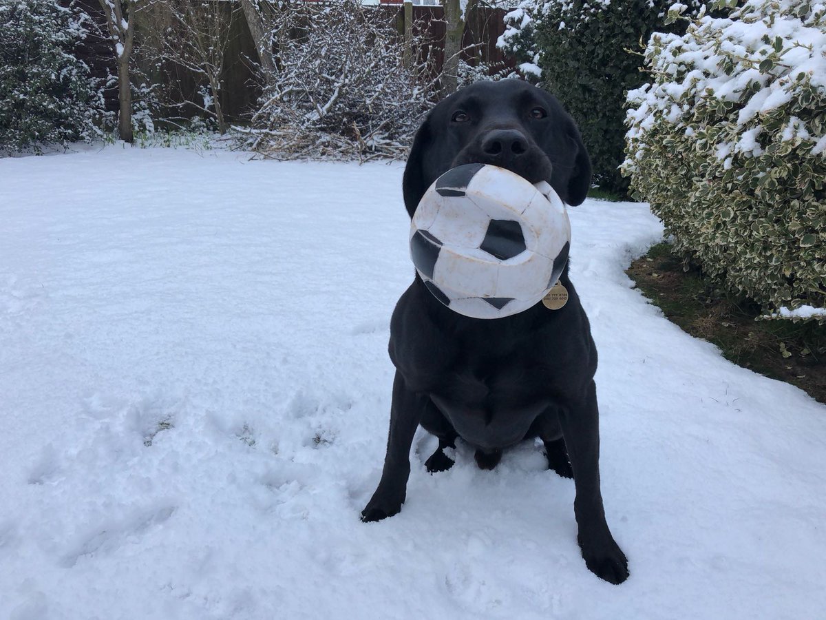 MerPolDogs's tweet photo. Our syndicate 1 dogs (and puppy Xanto) are enjoying some well earnt days off playing in the snow.
Letβs see some pictures of our followers dogs in the snow! βοΈπΎ #merpoldogs https://t.co/1ucJWZ6wrr