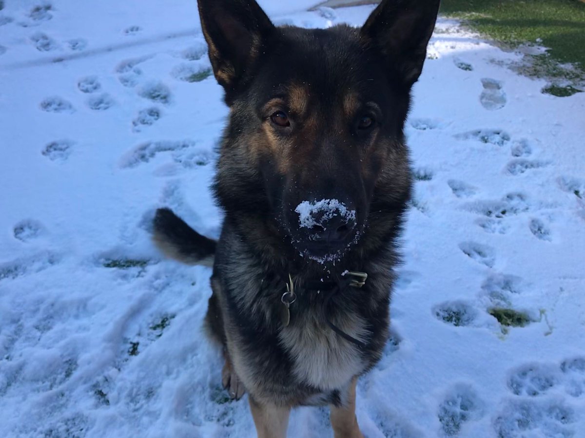 MerPolDogs's tweet photo. Our syndicate 1 dogs (and puppy Xanto) are enjoying some well earnt days off playing in the snow.
Letβs see some pictures of our followers dogs in the snow! βοΈπΎ #merpoldogs https://t.co/1ucJWZ6wrr