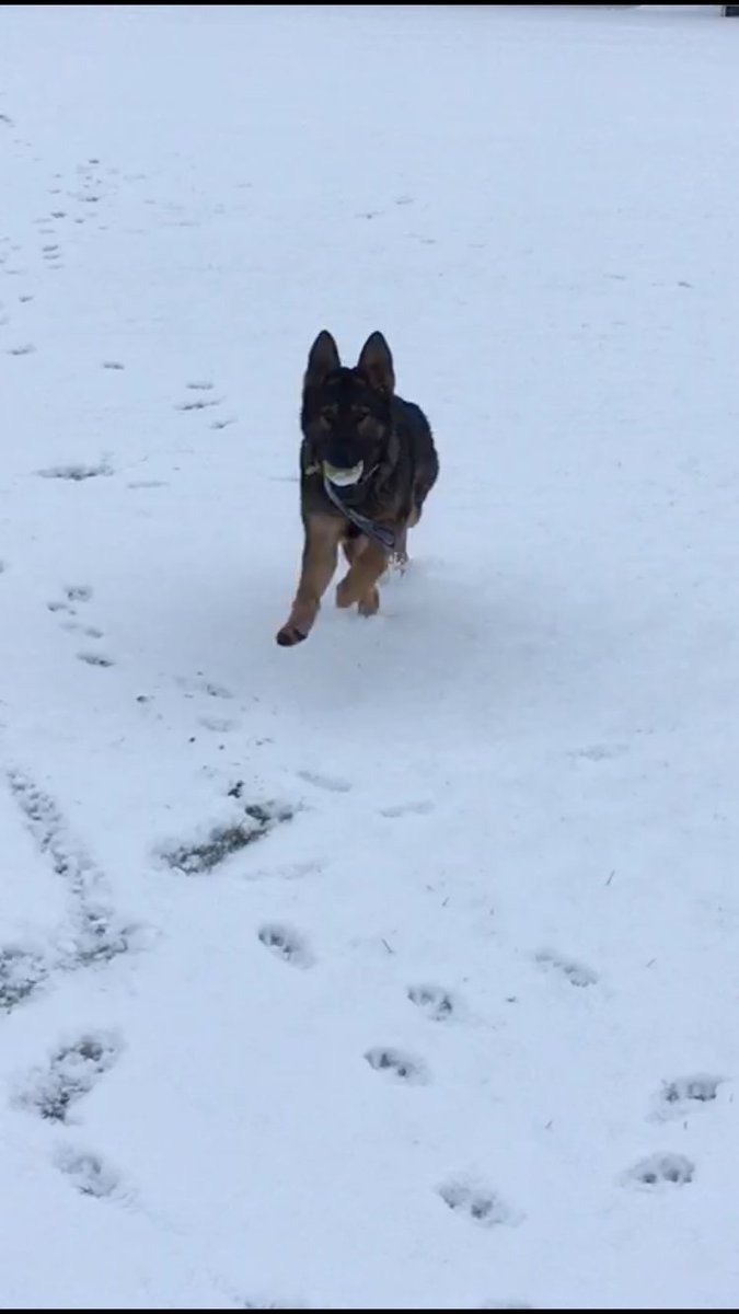 MerPolDogs's tweet photo. Our syndicate 1 dogs (and puppy Xanto) are enjoying some well earnt days off playing in the snow.
Letβs see some pictures of our followers dogs in the snow! βοΈπΎ #merpoldogs https://t.co/1ucJWZ6wrr