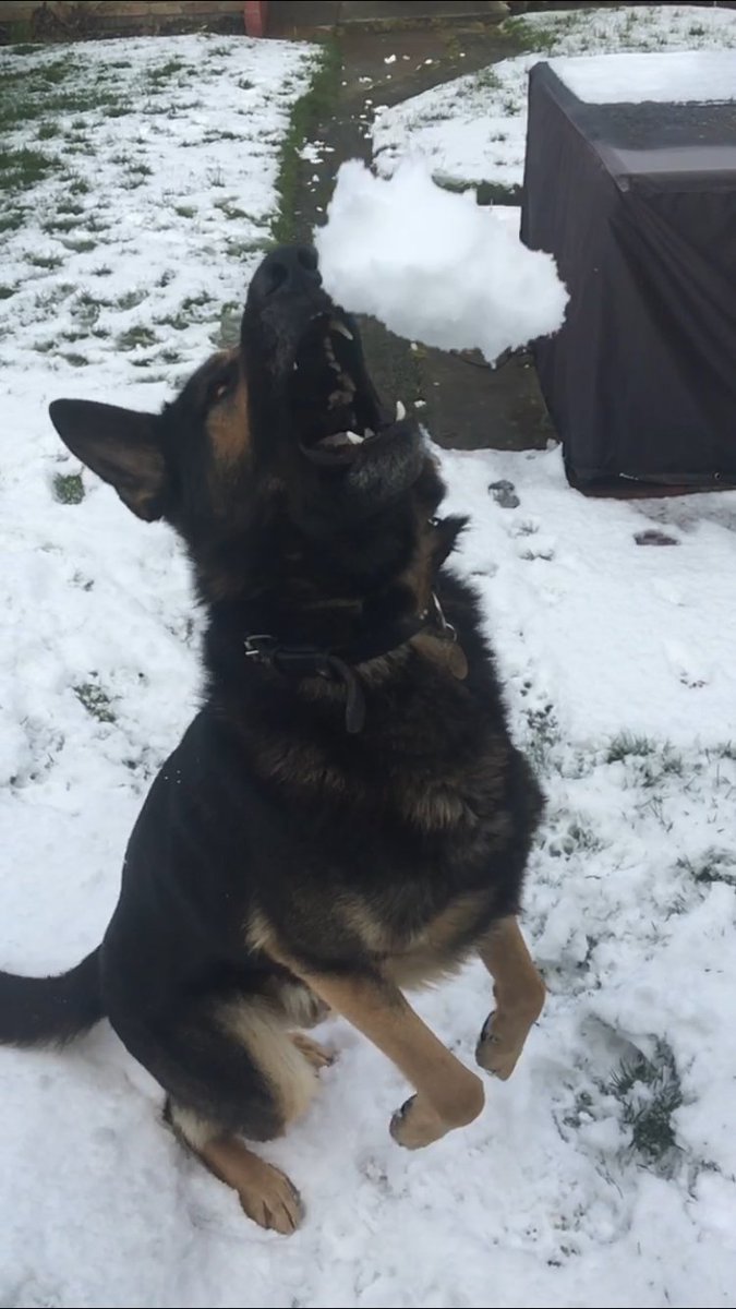 MerPolDogs's tweet photo. Our syndicate 1 dogs (and puppy Xanto) are enjoying some well earnt days off playing in the snow.
Letβs see some pictures of our followers dogs in the snow! βοΈπΎ #merpoldogs https://t.co/1ucJWZ6wrr