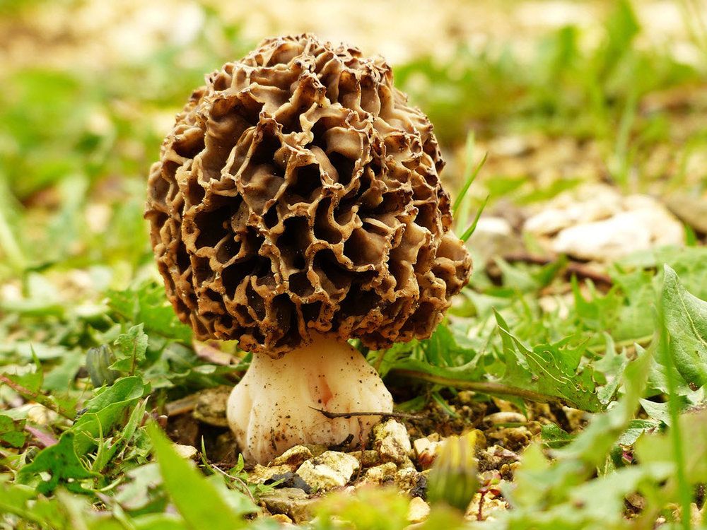 Learn how to grow your own morels:  #morels buff.ly/2FajheY