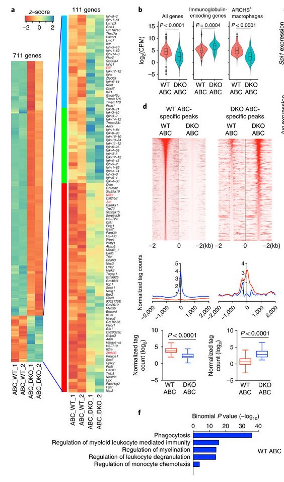 mmw_lmw's tweet photo. #AgeAssociated B cells #ABC | Regulated by IRF5 in AutoImmunity | AlessandraPernis @WeillCornell @NatImmunol https://t.co/O1Tki4C03E https://t.co/ceocfgHjF8
