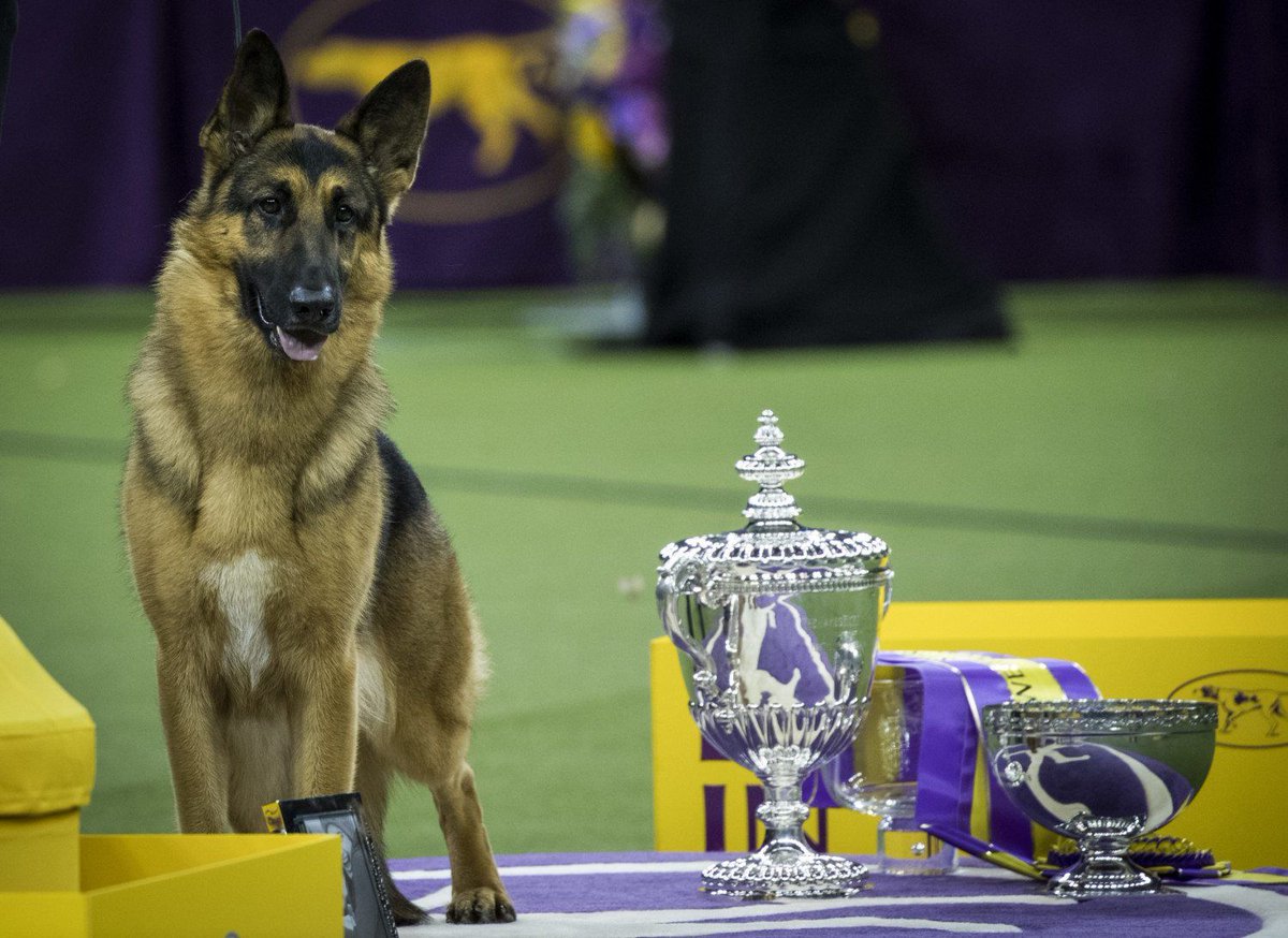 adam_croman's tweet photo. Here’s a fun fact to keep in your back pocket for trivia night: #MaleDogs are more likely to win the coveted “Best in Show” prize at the Westminster #DogShow each year - this is why https://t.co/VAhKE1nkYr via @Simplemostsite @augustastatz https://t.co/YeBVNTqOnP