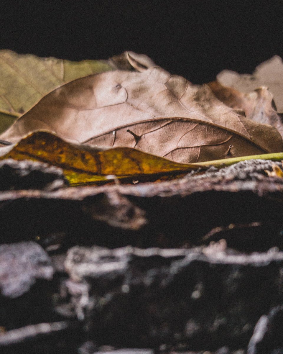 cellphonecreate's tweet photo. Light always finds a way, just look for it.

I post one photo a day, give the channel some love, #followme

https://t.co/QCYylPOHUl

#mobilephotography #like4like #androidphotographers #picoftheday #leaves #hojas #sigueme #fotografiamovil #fot https://t.co/Pne7yEuMGs