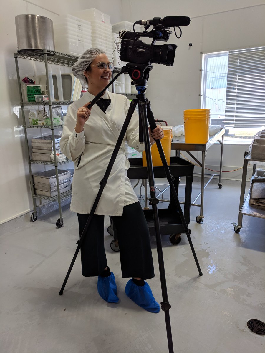 Say CHEESE! At <a href="/bestbaafarm/">Best Baa Dairy</a> this morning checking out how sheep cheese is made... Today we are making sheep feta! <a href="/CTVKitchener/">CTV Kitchener</a>