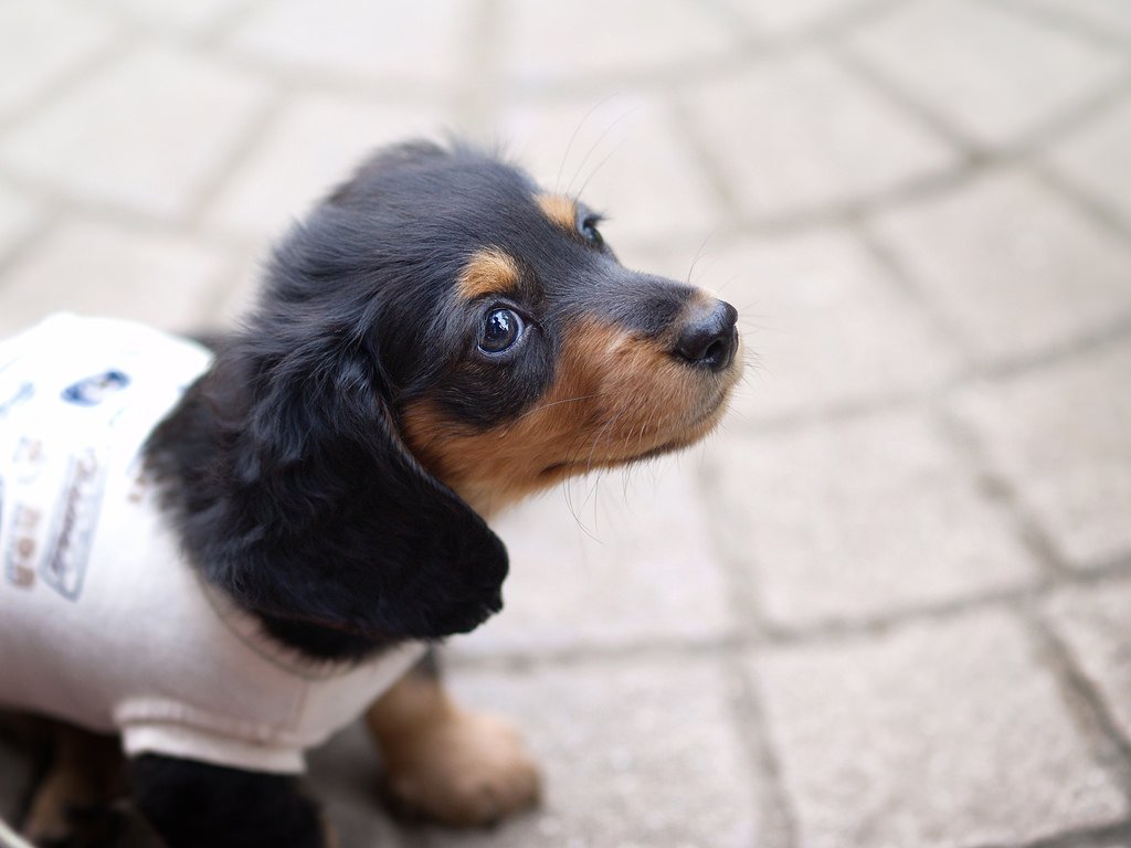 Reminds me of Roselyn 🌹when she was a pup❤️ #minidachshund #puppy