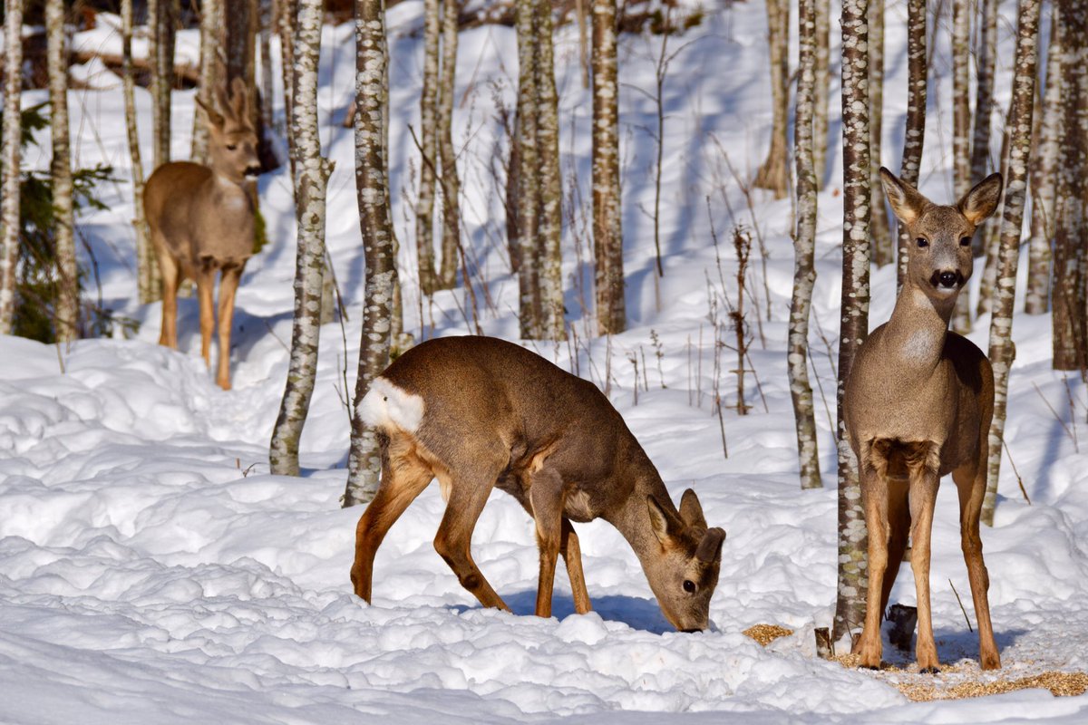 dehliedgar's tweet photo. Rådyra sliter med mye snø og kulde nå, tenk på det før du slipper hunden din , foto Edgar Dehli https://t.co/YuXtXXUCNg