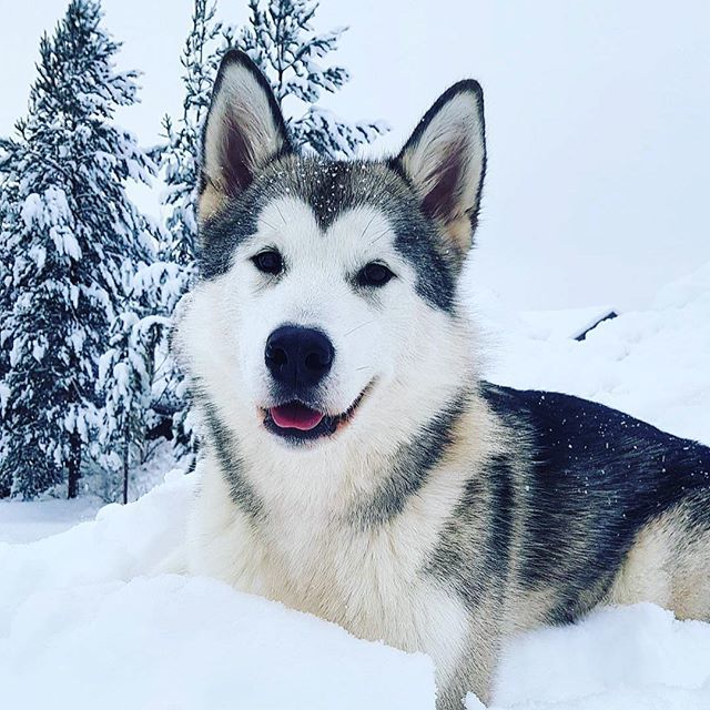 “The person who thinks dogs can't talk doesn't want to learn a second language.” - Mark Winik
・・・
📸 credit: x.com/DogYouKnow1t ift.tt/2CMm0po