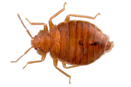 SachemPest's tweet photo. A Woman Is Killed By Bedbug Bites read more at https://t.co/mRjUcVaPTp If you have Bed Bugs or other pest in your home or business contact us today! #boston #pestcontrol #pestremoval #bedbugs #bedbugremoval #bostonbedbugs https://t.co/QsCDQzRtQz