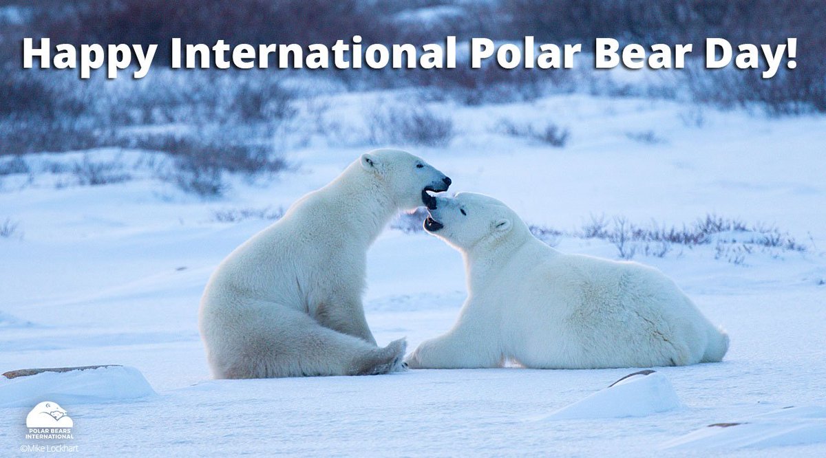 PolarBears's tweet photo. Happy International #PolarBearDay! Retweet if you can’t imagine a world without #polarbears! https://t.co/WQArVVrjFq