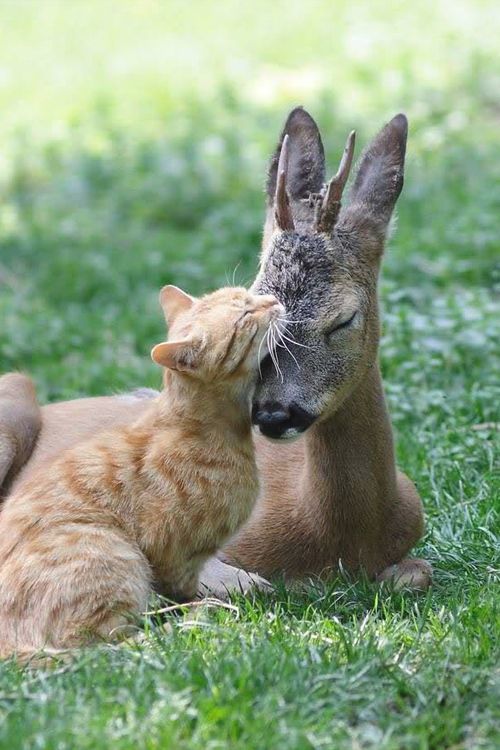 Friends

#cute #adorable #kitty #cats #pets #twostupidcats
