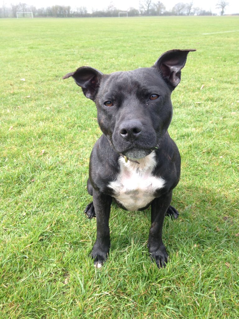 RPD2025STELLA's tweet photo. I’m very very proud of my job &amp; proud of who I work for.  I like tweeting as myself so I can share my life with you all through the ups and downs.  So although I can’t tell you about my job anymore I can share every other part of my life with you love Stella ❤️🐾🐾 https://t.co/MOjAezprLe