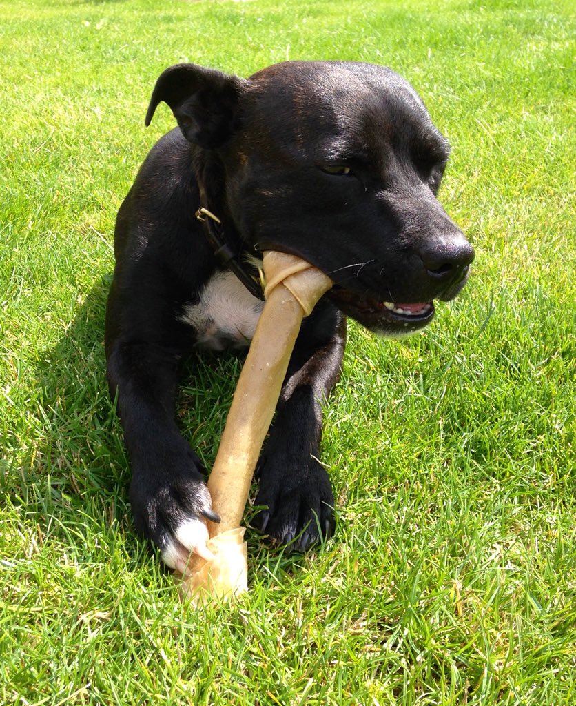 RPD2025STELLA's tweet photo. I’m very very proud of my job &amp; proud of who I work for.  I like tweeting as myself so I can share my life with you all through the ups and downs.  So although I can’t tell you about my job anymore I can share every other part of my life with you love Stella ❤️🐾🐾 https://t.co/MOjAezprLe