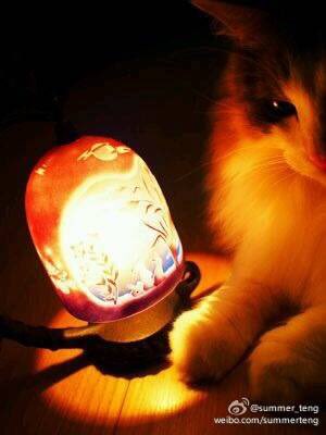 Summer Teng Lily一路走好 在喵星球也要快乐 谢谢你陪伴慎酱这么多年 立花慎之介https T Co Lwq3hetozt Twitter Summer Teng Lily一路走好 在喵星球也要快乐 谢谢你陪伴慎酱这么多年 立花慎之介https T Co Lwq3hetozt Twitter