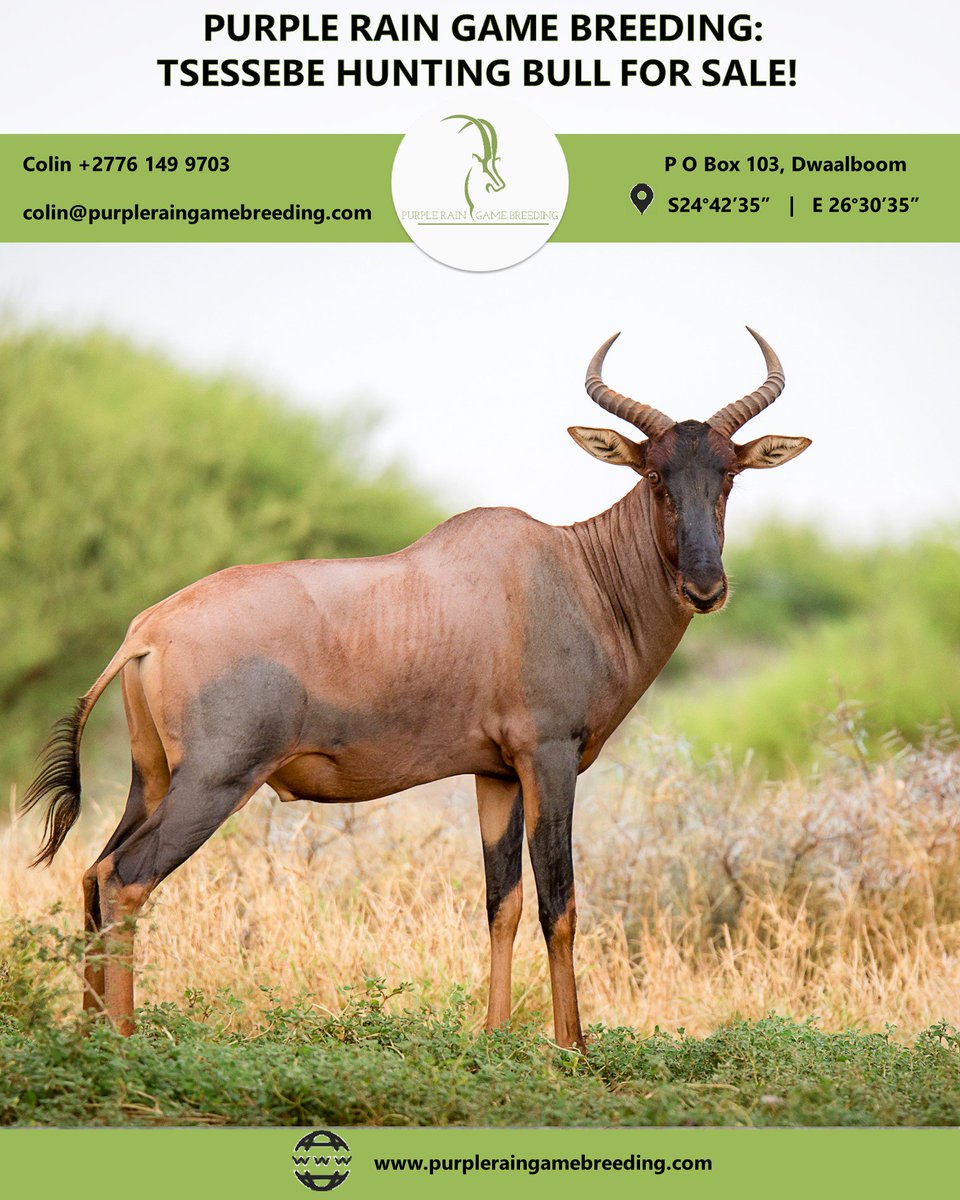 PRGameBreeding's tweet image. Purple Rain Game Breeding: game we currently have for sale can be viewed on our website at purpleraingamebreeding.com/sale---auction…

Alternatively contact Colin at +27 76 149 9703 or email colin@purpleraingamebreeders.com.

#PurpleRainGameBreeding 
#GameBreedersSouthAfrica
#GameForSale
#Hunting