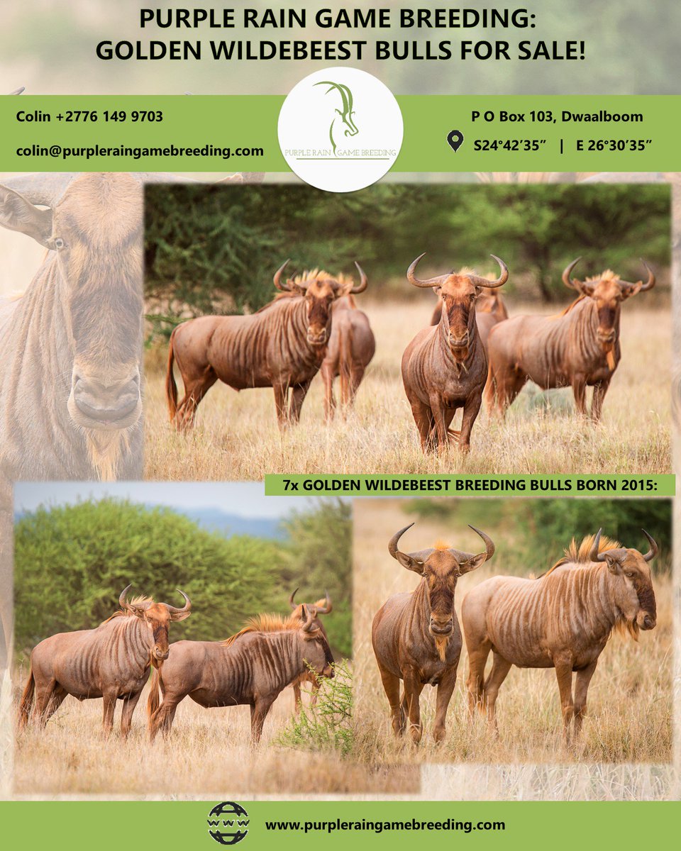 PRGameBreeding's tweet image. Purple Rain Game Breeding: game we currently have for sale can be viewed on our website at purpleraingamebreeding.com/sale---auction…

Alternatively contact Colin at +27 76 149 9703 or email colin@purpleraingamebreeders.com.

#PurpleRainGameBreeding 
#GameBreedersSouthAfrica
#GameForSale
#Hunting