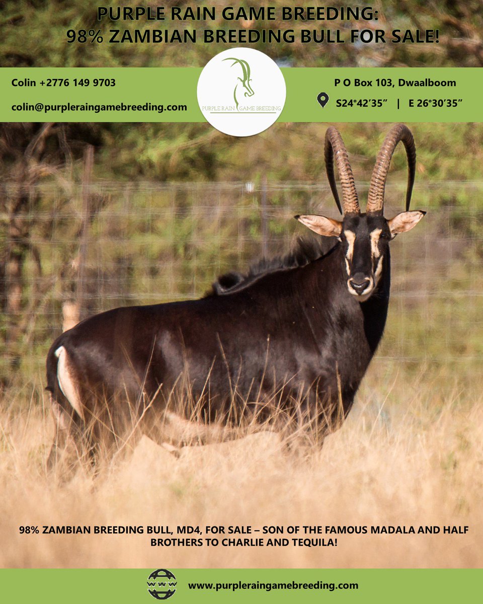 PRGameBreeding's tweet image. Purple Rain Game Breeding: game we currently have for sale can be viewed on our website at purpleraingamebreeding.com/sale---auction…

Alternatively contact Colin at +27 76 149 9703 or email colin@purpleraingamebreeders.com.

#PurpleRainGameBreeding 
#GameBreedersSouthAfrica
#GameForSale
#Hunting