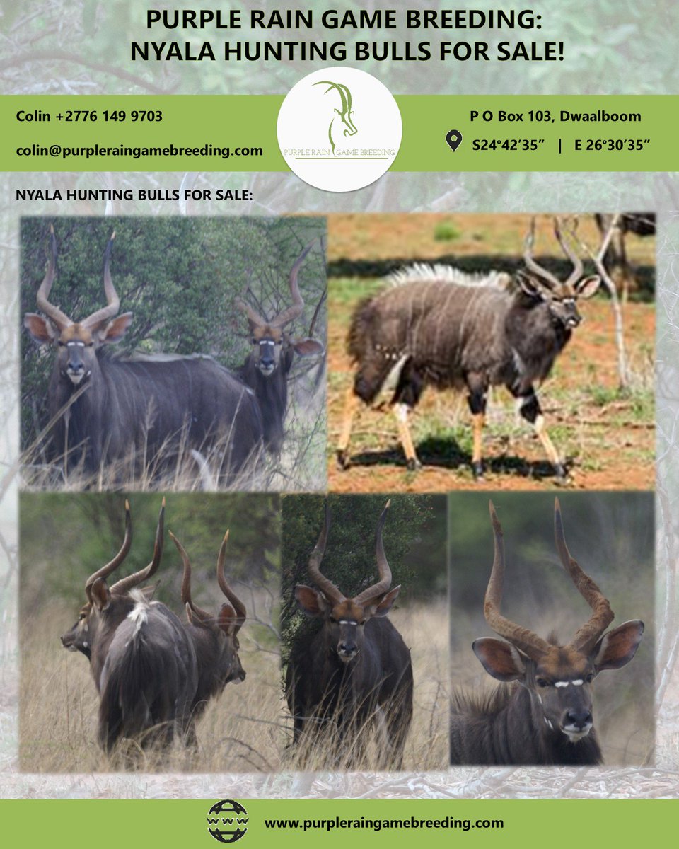 PRGameBreeding's tweet image. Purple Rain Game Breeding: game we currently have for sale can be viewed on our website at purpleraingamebreeding.com/sale---auction…

Alternatively contact Colin at +27 76 149 9703 or email colin@purpleraingamebreeders.com.

#PurpleRainGameBreeding 
#GameBreedersSouthAfrica
#GameForSale
#Hunting