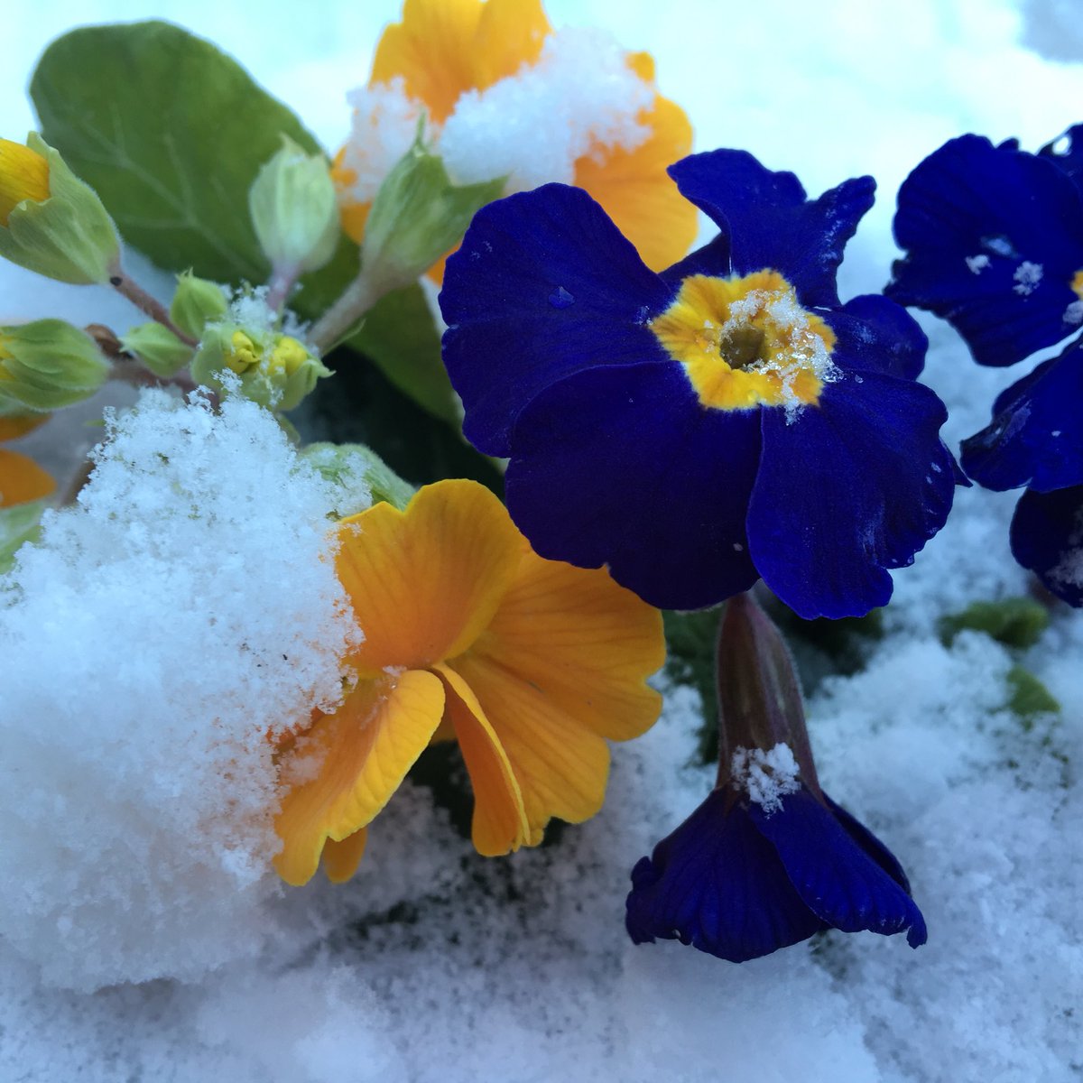 Primulas feeling the chill ❄️#uksnow