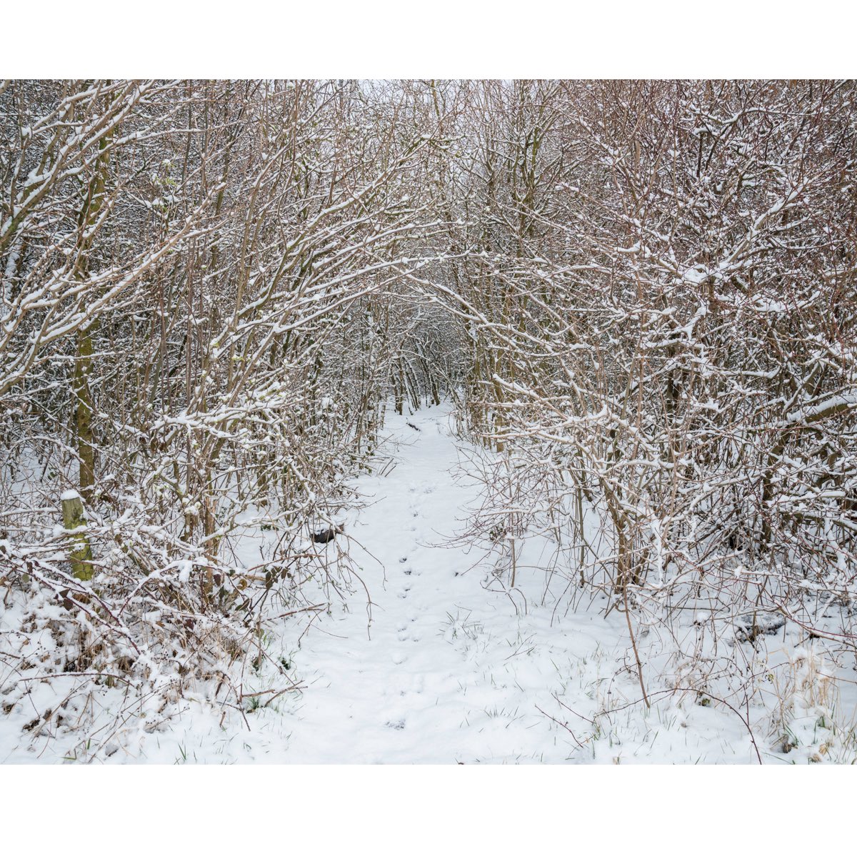 McCoyWynne's tweet photo. Rimrose Valley Country Park this morning. Rimrose Valley very much still under threat from a new dual-carriageway #rimrosevalleyfriends #rimrose #merseyside #seftoncouncil #billesterson #peterdowd https://t.co/FZTmdYqGmn
