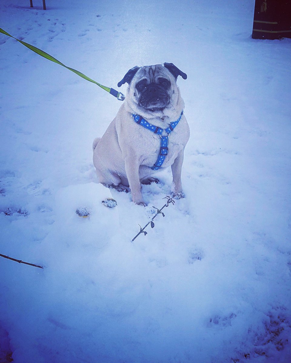 MrsOiller2015's tweet photo. Our kent snow pup out for his walk this morning. Do you have any pictures of you pet in the snow? We'd love to see them! https://t.co/RTeQN9YCY1