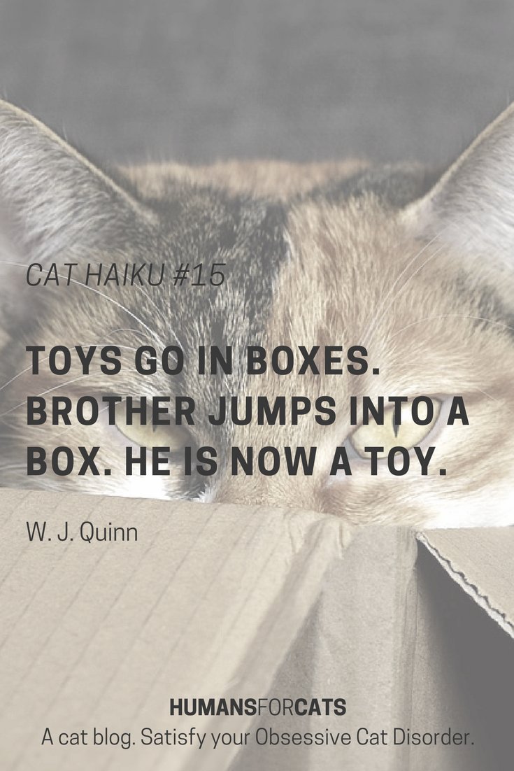 HumansForCats's tweet photo. Cat haiku #15 My brother is a toy? https://t.co/wLq79z4M5n https://t.co/ixH1g9p1Yw