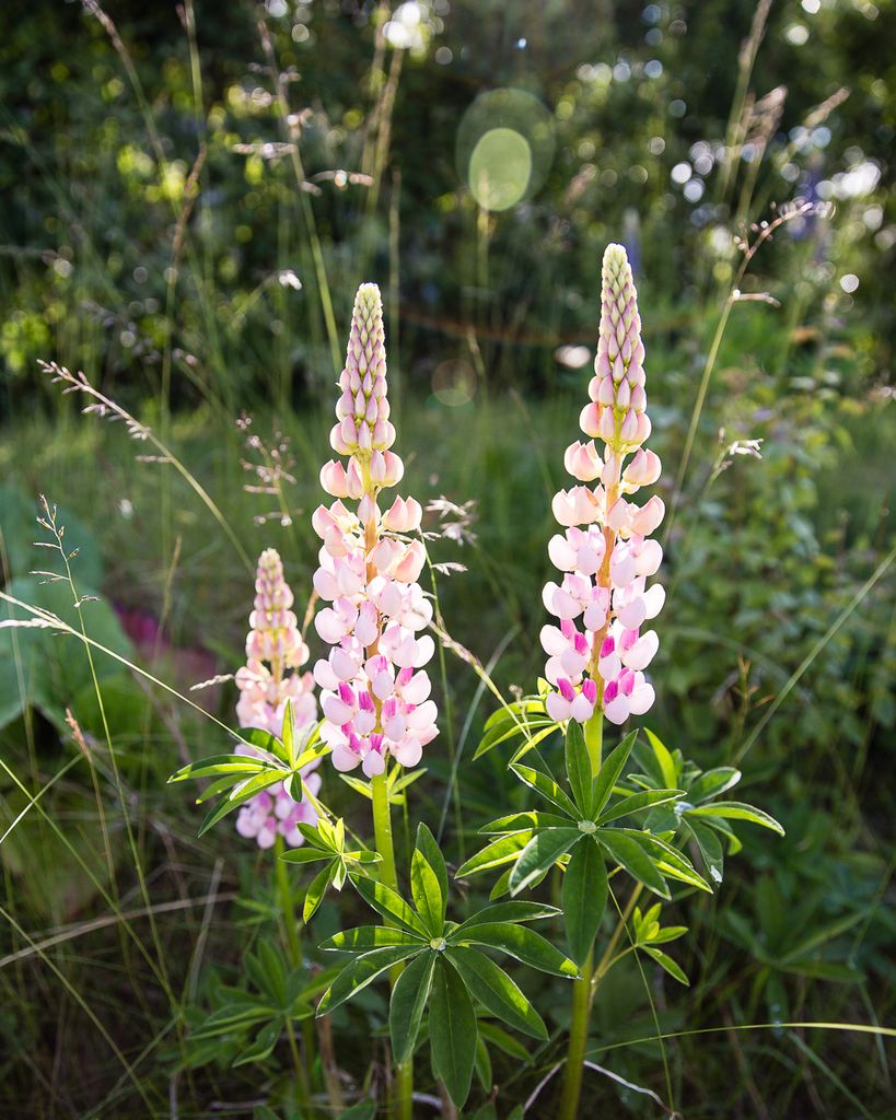 Längtar efter sommaren!

Skaffa din egen poster på johnphoto.se

#johnphoto #fotograf #foto #photo #fotography #posters #poster #print #fotokonst #art #konst