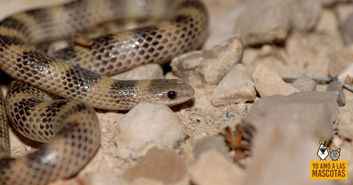 ¿Cómo diferenciar una #víbora de una #culebra? buff.ly/2CmL7Uh