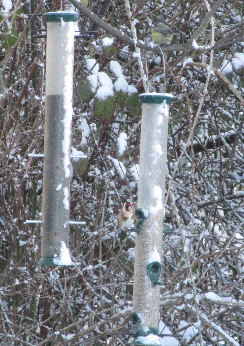 greenbeltsal's tweet photo. #Goldfinch #Greenfinch #BlueT #GreatT #CoalT #LongTailedT #HouseSparrow #TreeSparrow #Dunnocks #Blackbirds not forgetting #Robin
All ducking and diving for #Cover #Brambles @BBCSpringwatch #winterwatch @_BTO @Natures_Voice https://t.co/UVcjFGIqLk