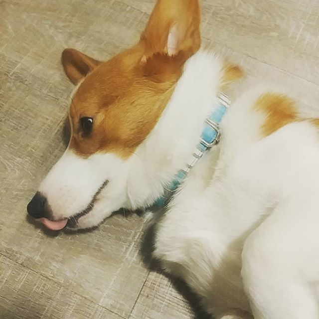 foolofapup's tweet photo. Happy #tongueouttuesday everyone 😛
~
~
#corgi #tot #tongueout #cute #floof #tuesday #cutedog #bestdog #goodboy #dailycorgi #dailydog #dailyfluff #dogphotography #dogoftheday #perrito #lindo #corgigram #corgisftw #corgicorner #corgilife #corgicommunit… https://t.co/Sic1sCQC1N https://t.co/lQYZjAvTzi
