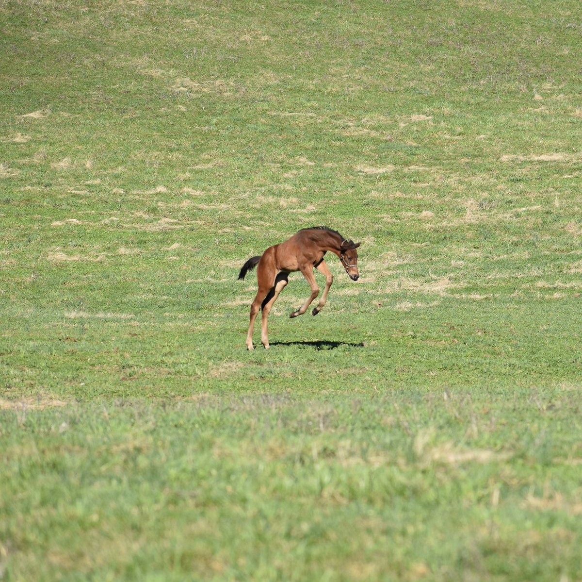 Feeling frisky! Our #FastAnna filly out of Beijos do Brasil enjoying the ☀️ today. #foalingseason #threechimneys