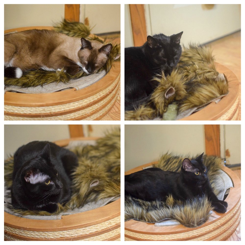CatPlayFurnitur's tweet photo. Our satisfied customers! Thank you for your trust 💝
.
.
#catfriendly #sleepykitty #sleepykittypurrpurrpurr #catstuff #petsupplies #petbeds #catlounge #canvas #catfurniture #petfurniture #petdesign #etsygifts #catbedtime #catbedding #giftsforcats https://t.co/rqOQxS3Alh https://t.co/kQnuOzLOvO